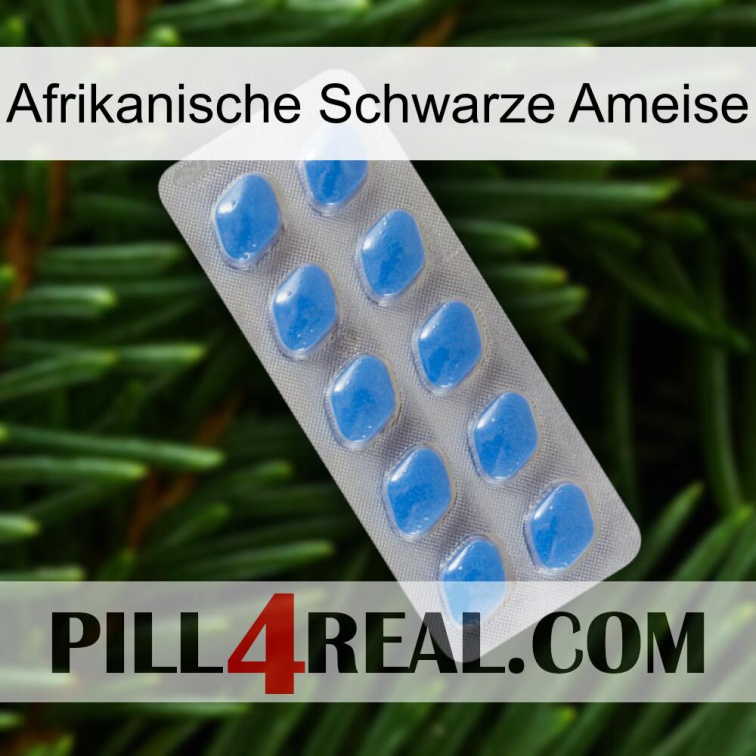 African Black Ant 22
